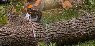 Why Choose Our Tree Removal Services in Piedmont, SD?