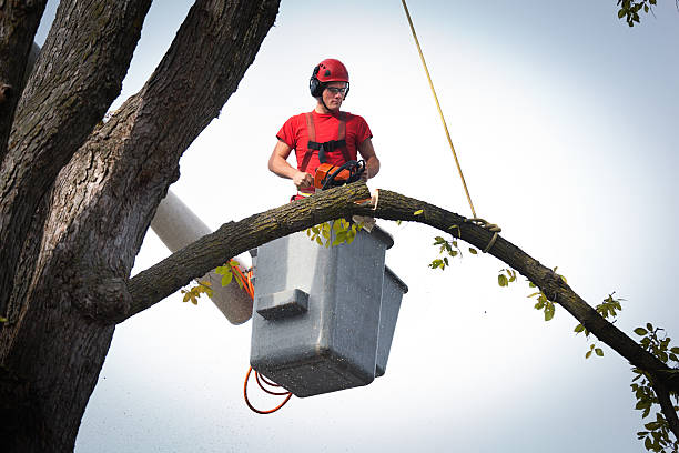 Reliable Piedmont, SD  Tree Services Solutions